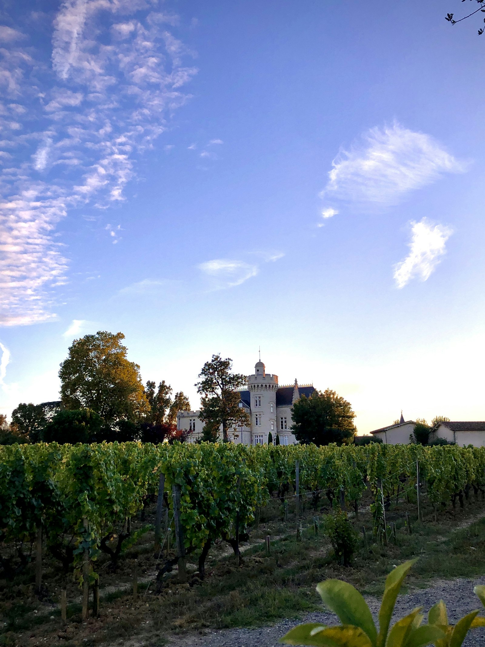 Chai de château bordelais avec barriques
